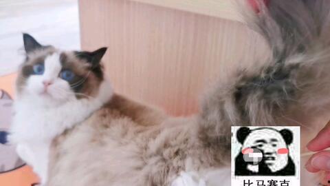 猫发情棉签法视频,猫发情棉签法操作步骤详解