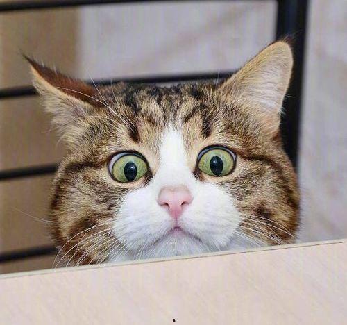 猫发情棉签法视频,猫发情棉签法操作步骤详解